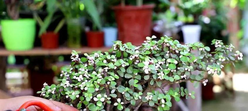 金枝玉叶植物的养殖要点有哪些？