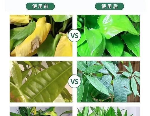 绿萝叶尖干枯的解决方法有哪些？