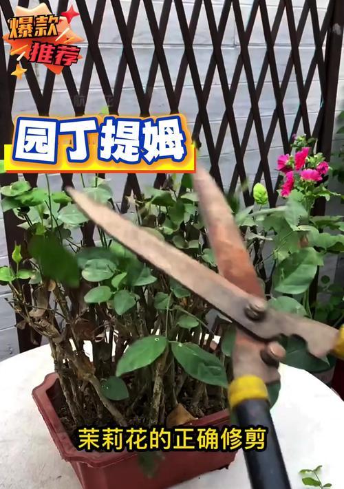 绿萝叶尖干枯的解决方法有哪些？