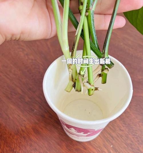绿萝叶尖干枯的解决方法有哪些？
