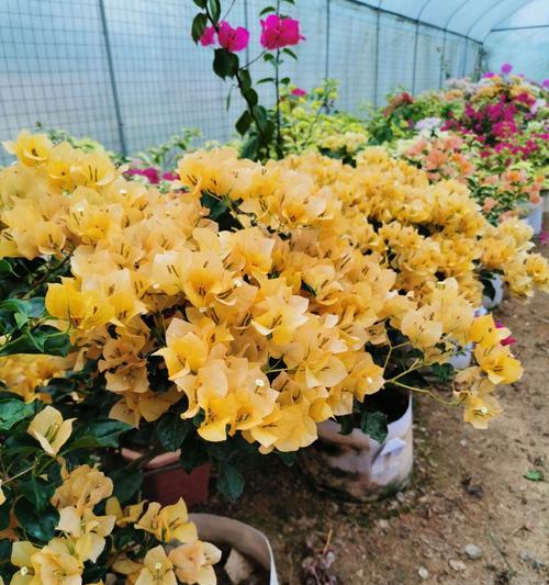 三角梅种植用什么花盆好？选择花盆的技巧有哪些？