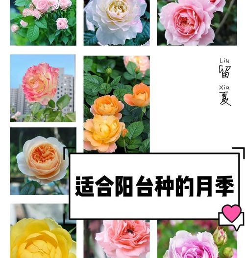 月季花最佳种植季节是什么时候？
