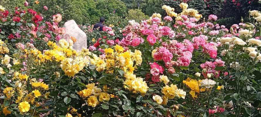 月季花最佳种植季节是什么时候？