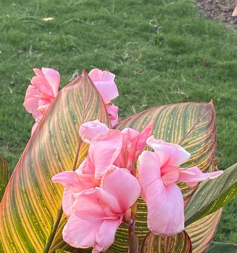 美人蕉有哪些品种？美人蕉的种植和养护方法是什么？
