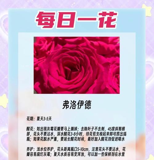 袖珍玫瑰的养殖技巧有哪些？如何让袖珍玫瑰茁壮成长？