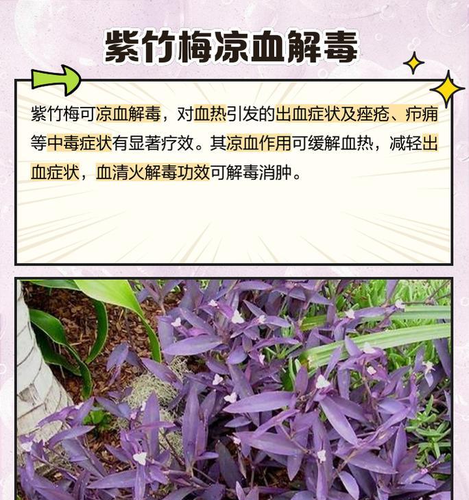紫竹梅的开花时间是什么时候？