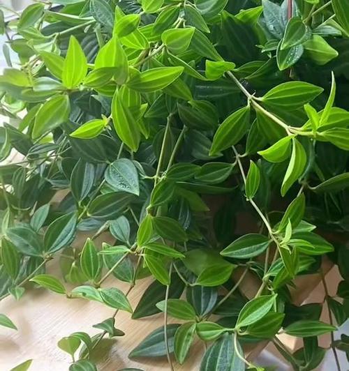 钻石翡翠怎么养？掌握养护要点！