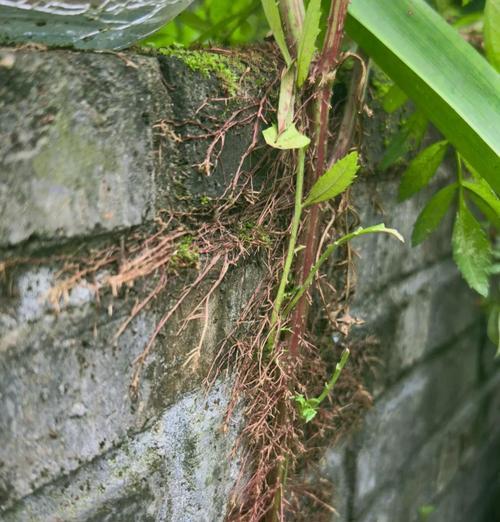 孔雀草有多少种品种？孔雀草的种植和养护要点是什么？
