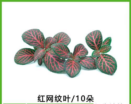 网纹草在室内装饰中的作用是什么？网纹草的养护要点有哪些？