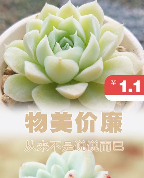 金铃玉的养殖方法是什么？