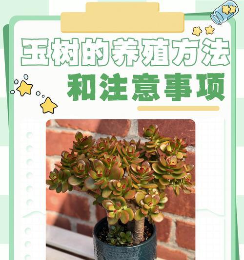 金铃玉的养殖方法是什么？