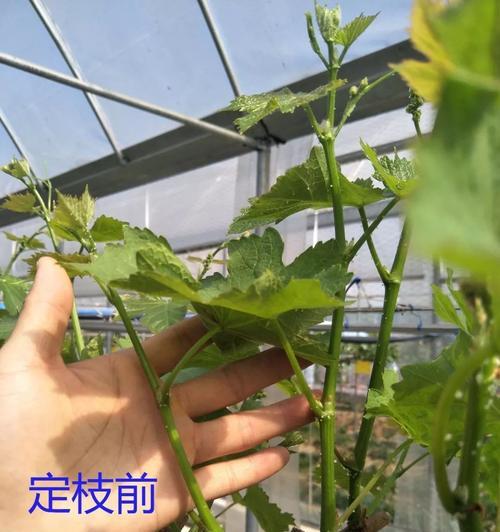 第二年葡萄留枝的正确方法是什么？