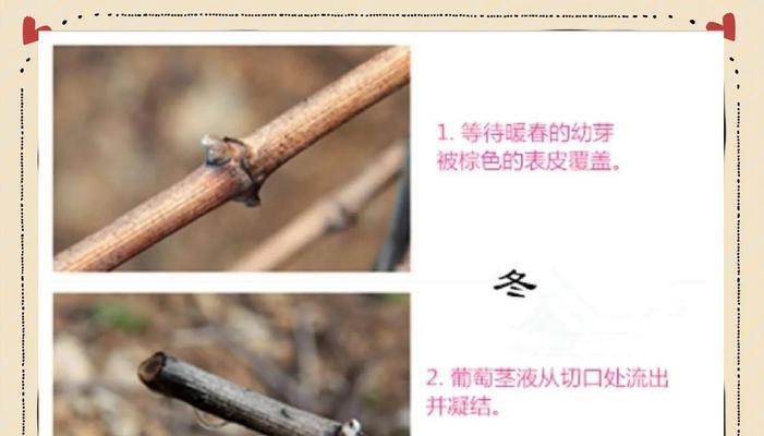 第二年葡萄留枝的正确方法是什么？