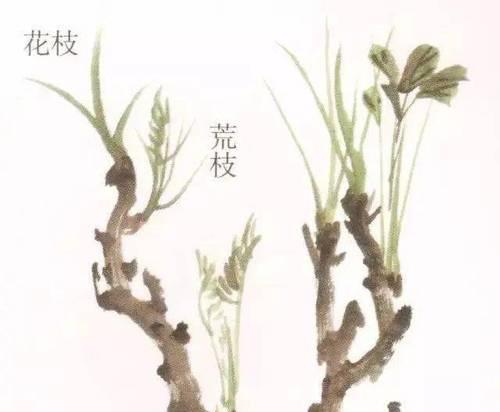 牡丹枝条的正确养殖方法是什么？