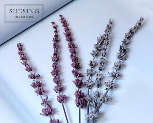 薰衣草怎么做干花？简单步骤教你制作！