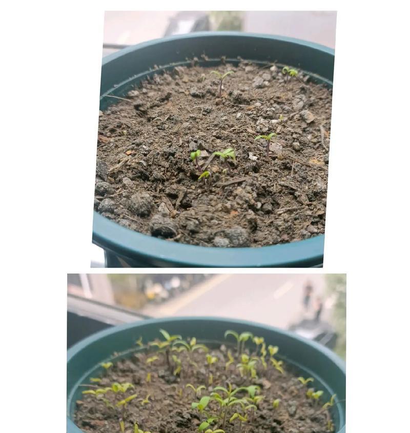 花卉种子种植方法是什么？怎样确保种子发芽？