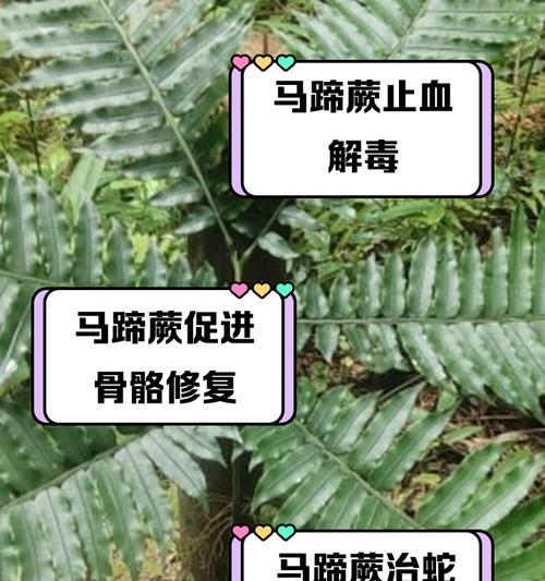马蹄盆栽种植的方法是什么？