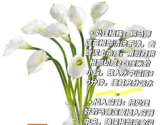 马蹄盆栽种植的方法是什么？