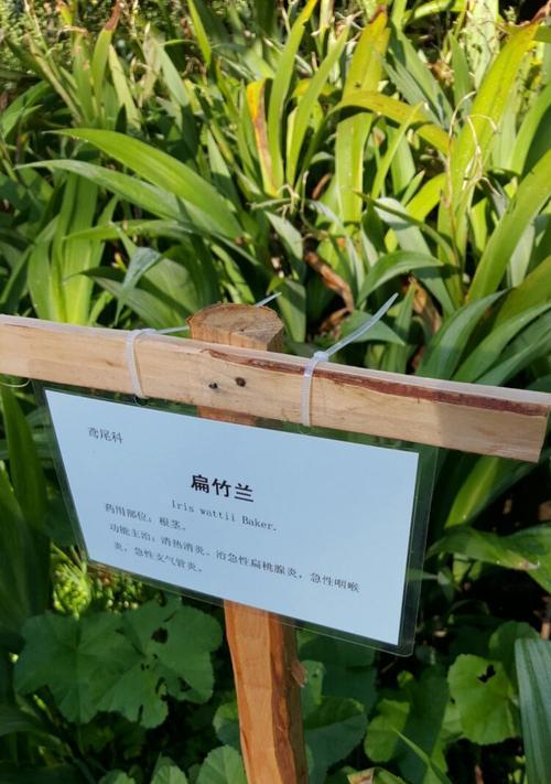 扁竹兰的种植技巧是什么？