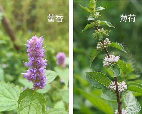 藿香有哪些品种？不同品种的藿香有何特点？