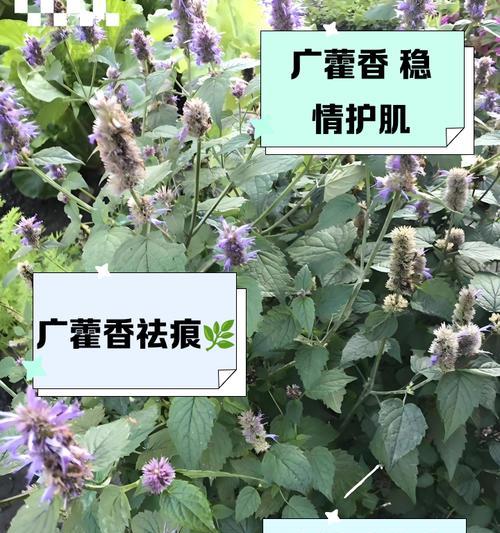 藿香有哪些品种？不同品种的藿香有何特点？