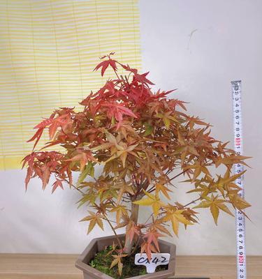 日本红枫盆景的养护技巧是什么？