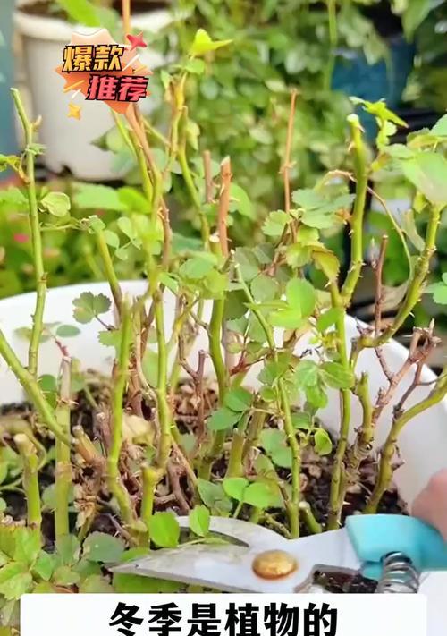 植物的休眠期是什么时候？如何识别和管理？