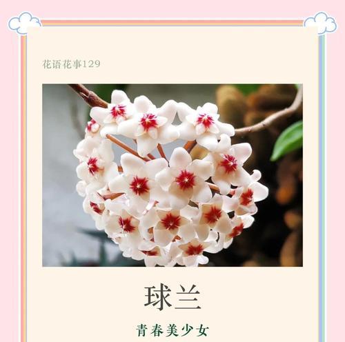 球兰哪种品种最受欢迎？球兰品种选择指南是什么？
