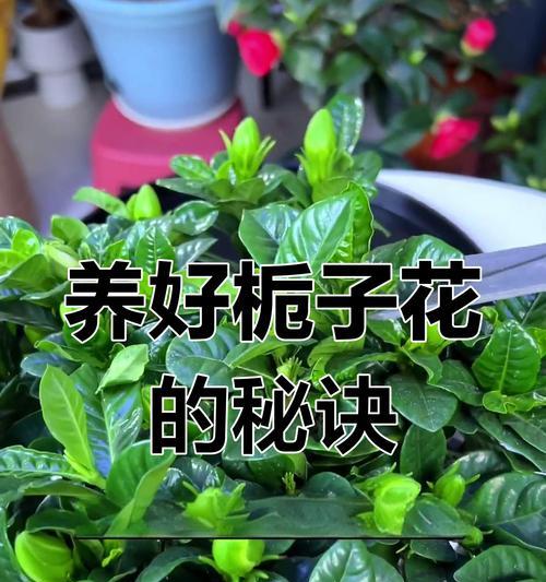 栀子花养殖的全面指南和常见问题？