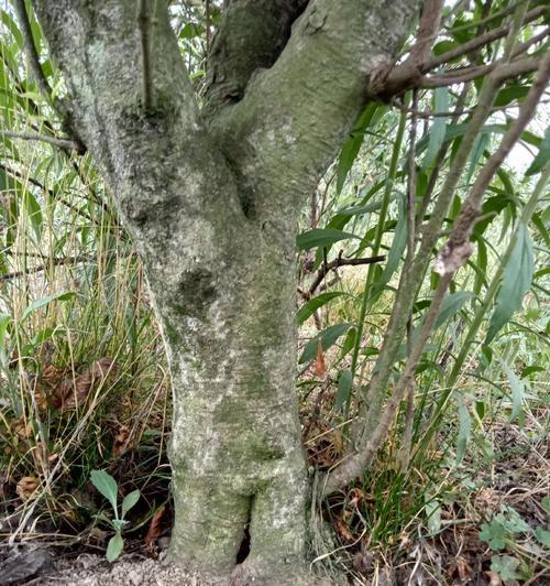 栀子花养殖的全面指南和常见问题？