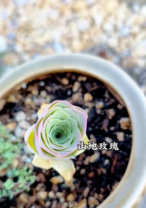 山地玫瑰休眠期的管理要点？