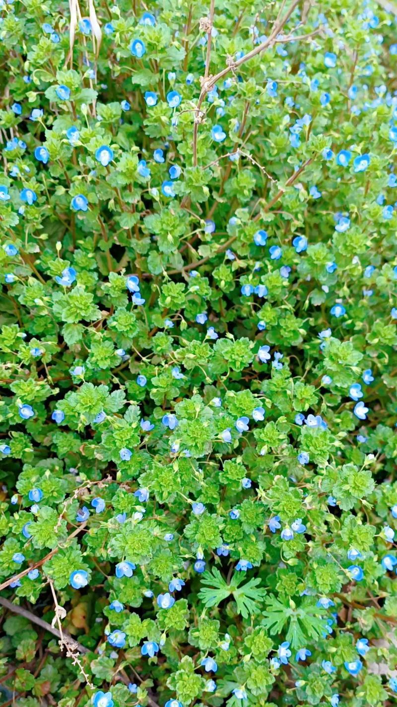 世界上最小的花是什么？揭秘自然界中的微小奇迹！
