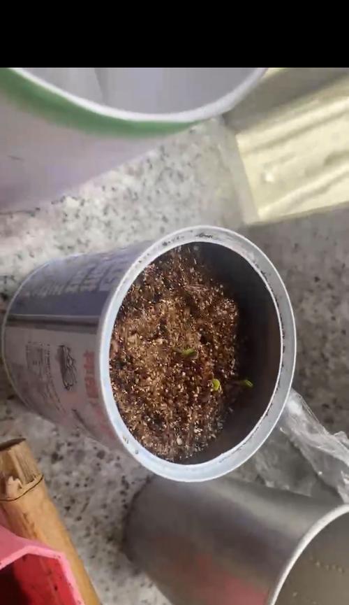 含羞草种子发芽的正确方法？