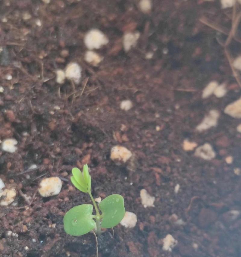 含羞草种子发芽的正确方法？