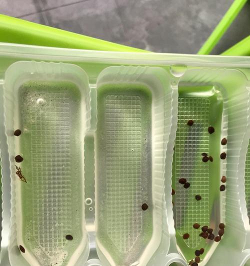 含羞草种子发芽的正确方法？