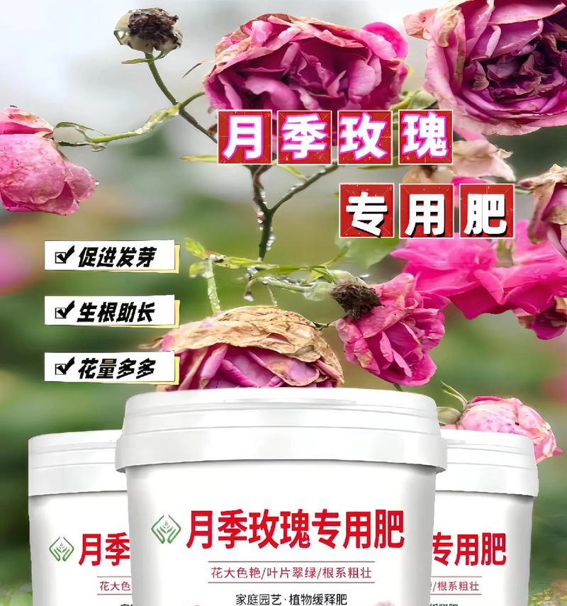 玫瑰花施肥时哪种肥料最适宜？