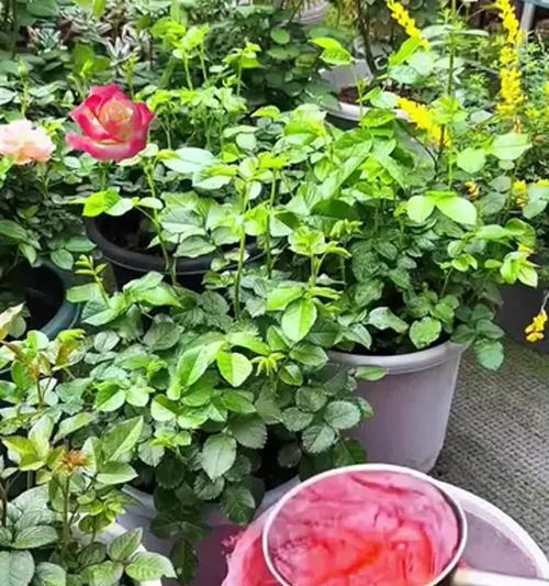 玫瑰花施肥时哪种肥料最适宜？