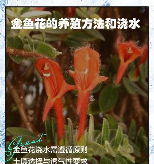 金鱼花扦插繁殖的步骤和技巧？