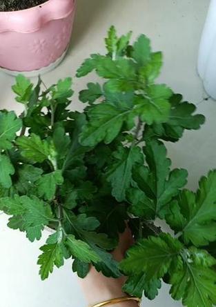菊花打顶的最佳时机和方法是什么？