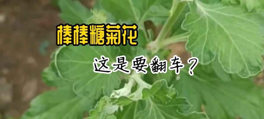 菊花打顶的最佳时机和方法是什么？
