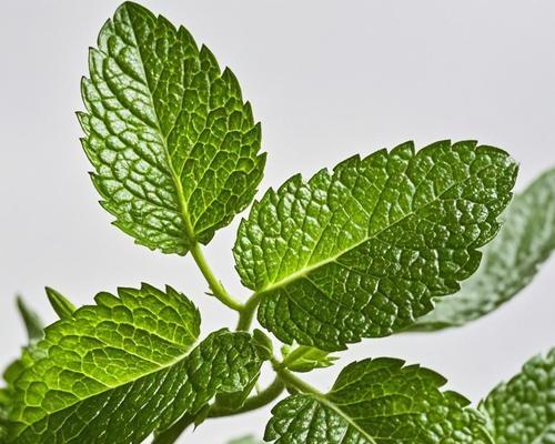 芳香类植物有哪些推荐品种？芳香类植物的种植技巧是什么？