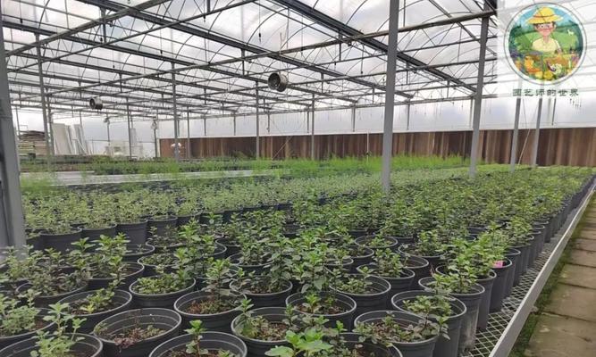 芳香类植物有哪些推荐品种？芳香类植物的种植技巧是什么？
