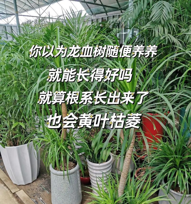 龙血树的日常护理和繁殖方法是什么？