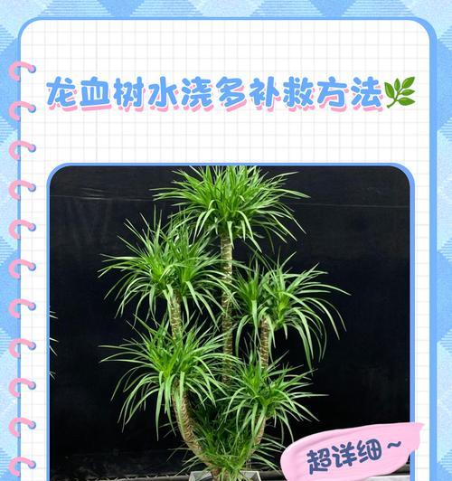 龙血树的日常护理和繁殖方法是什么？