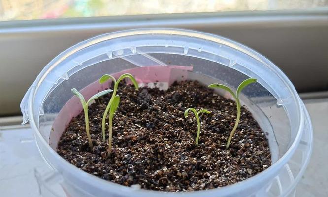 波斯菊种植步骤是什么？怎样才能种出繁茂的波斯菊？