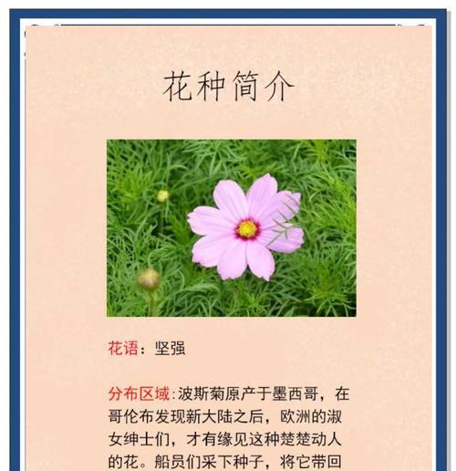 波斯菊种植步骤是什么？怎样才能种出繁茂的波斯菊？