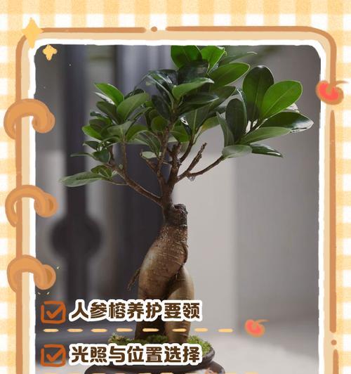 人参榕叶子脱落的解决办法是什么？