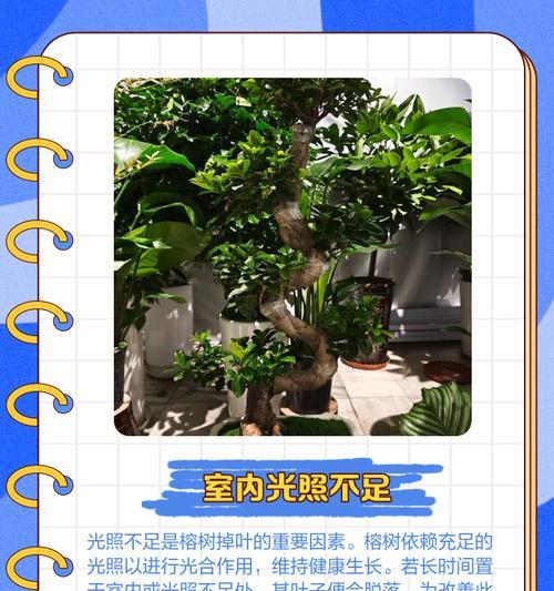 人参榕叶子脱落的解决办法是什么？