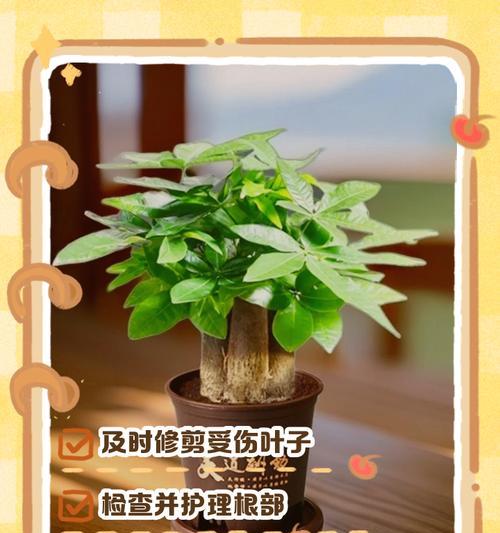 人参榕叶子脱落的解决办法是什么？