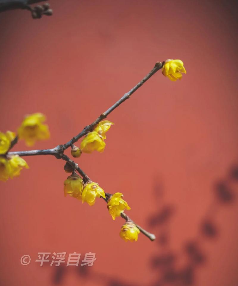 腊梅花的种植技巧有哪些？如何保证腊梅花的顺利生长？